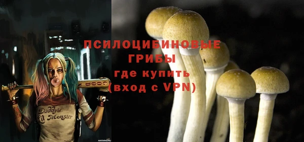 прущие грибы Абаза
